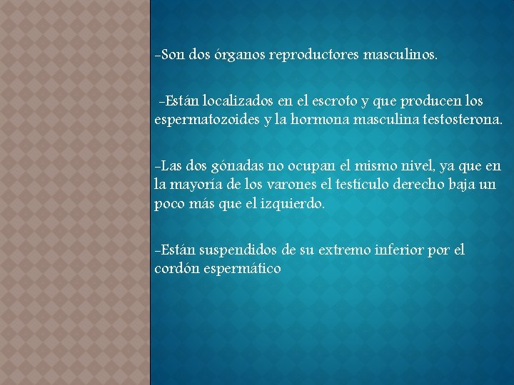 -Son dos órganos reproductores masculinos. -Están localizados en el escroto y que producen los