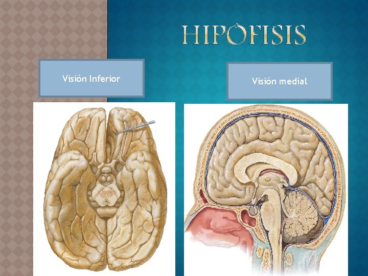 Visión Inferior Visión medial 