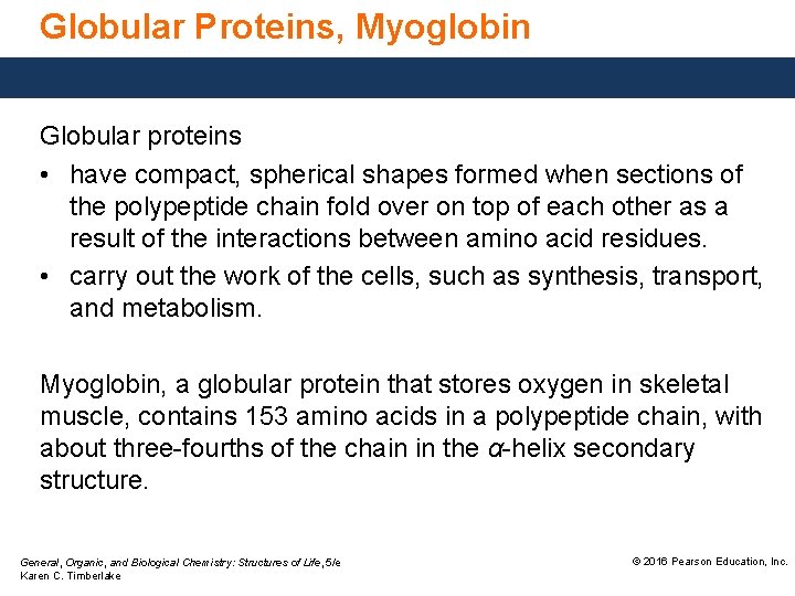 Globular Proteins, Myoglobin Globular proteins • have compact, spherical shapes formed when sections of