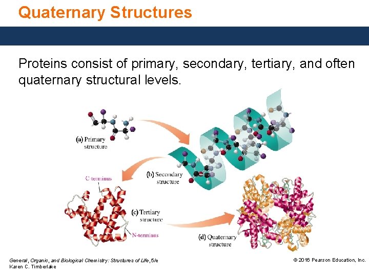 Quaternary Structures Proteins consist of primary, secondary, tertiary, and often quaternary structural levels. General,