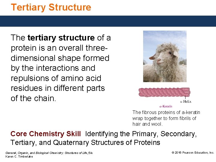 Tertiary Structure The tertiary structure of a protein is an overall threedimensional shape formed