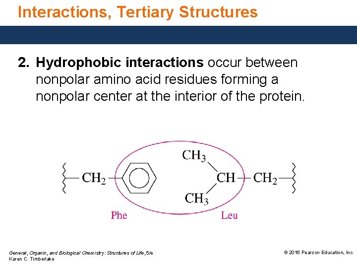 Interactions, Tertiary Structures 2. Hydrophobic interactions occur between nonpolar amino acid residues forming a