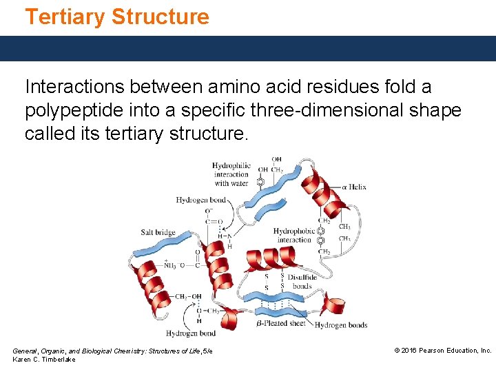 Tertiary Structure Interactions between amino acid residues fold a polypeptide into a specific three-dimensional