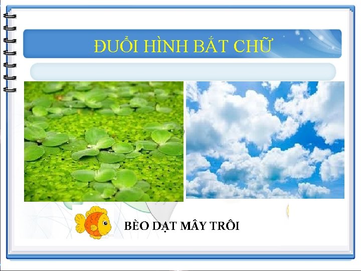 ĐUỔI HÌNH BẮT CHỮ BÈO DẠT M Y TRÔI 