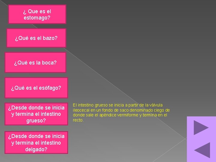 ¿ Que es el estomago? ¿Qué es el bazo? ¿Qué es la boca? ¿Qué