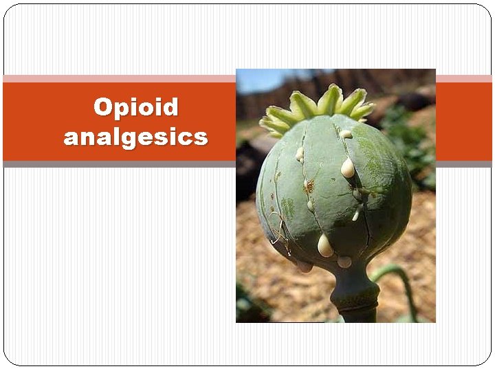 Opioid analgesics 