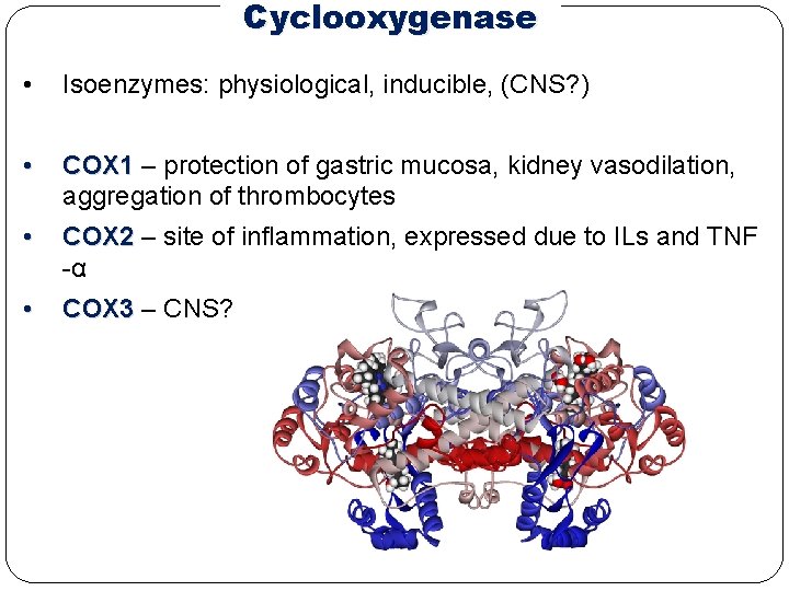 Cyclooxygenase • Isoenzymes: physiological, inducible, (CNS? ) • COX 1 – protection of gastric