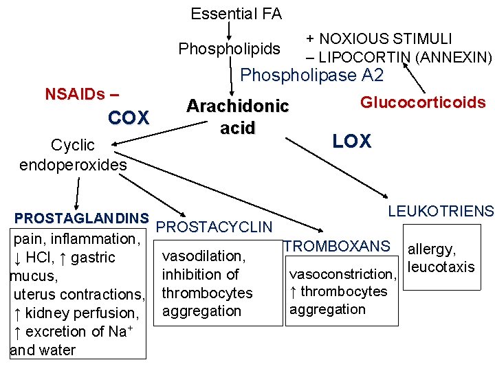 Essential FA + NOXIOUS STIMULI – LIPOCORTIN (ANNEXIN) Phospholipids NSAIDs – COX Cyclic endoperoxides