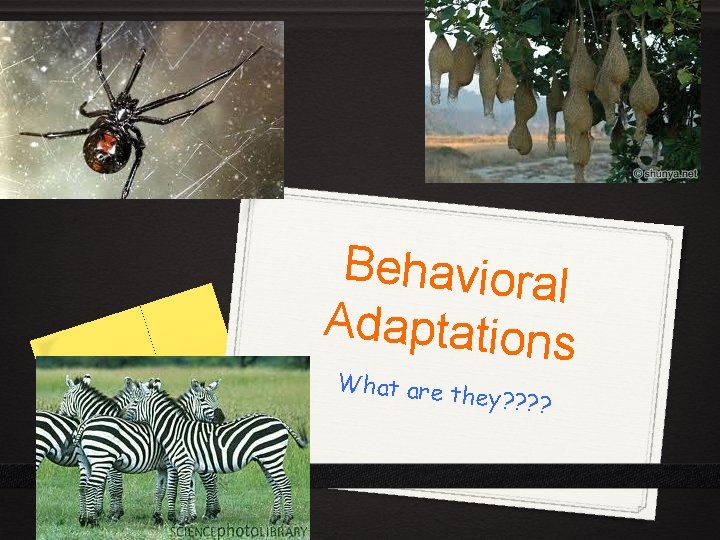 Behavioral Adaptations What are t hey? ? 
