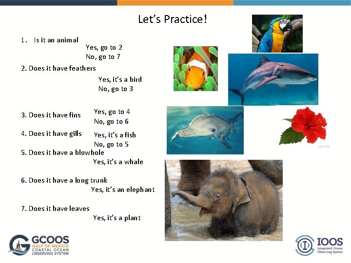 Let’s Practice! 1. Is it an animal Yes, go to 2 No, go to