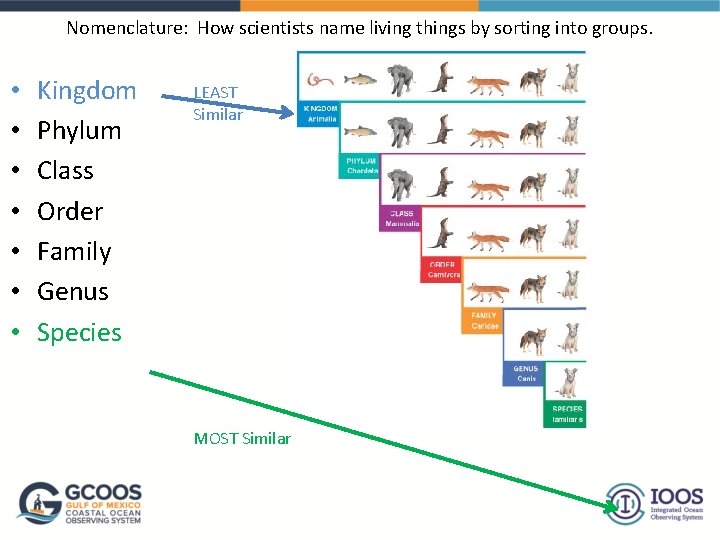 Nomenclature: How scientists name living things by sorting into groups. • • Kingdom Phylum
