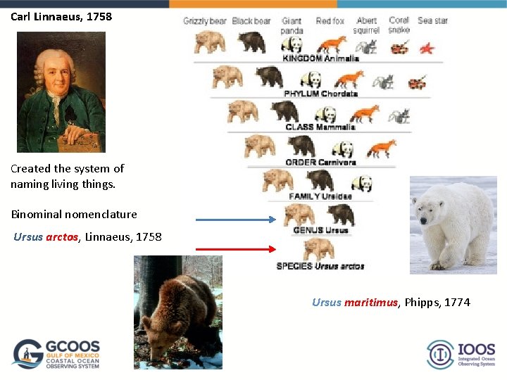 Carl Linnaeus, 1758 Created the system of naming living things. Binominal nomenclature Ursus arctos,