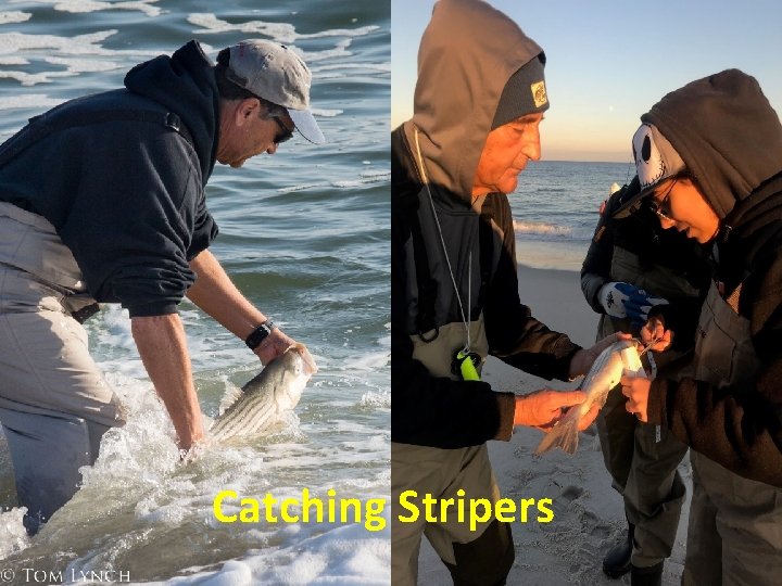 Catching Stripers 