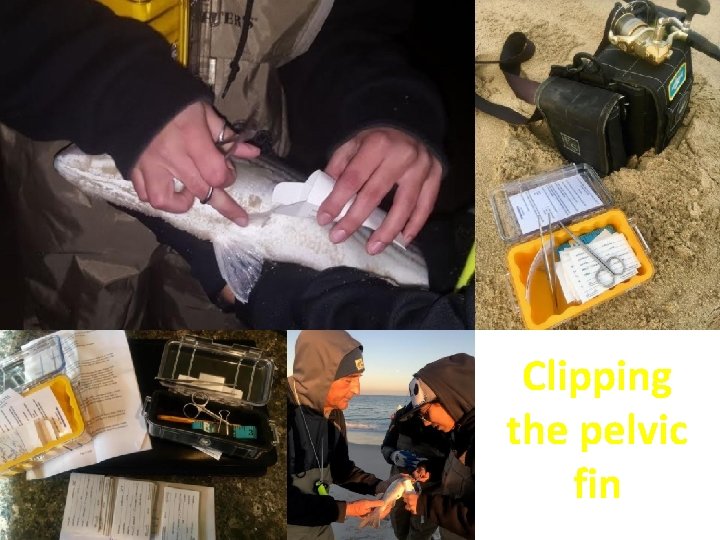 Clipping the pelvic fin 