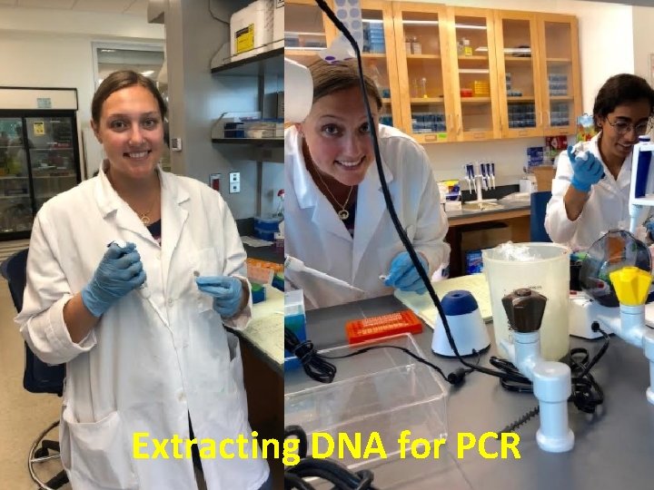Extracting DNA for PCR 
