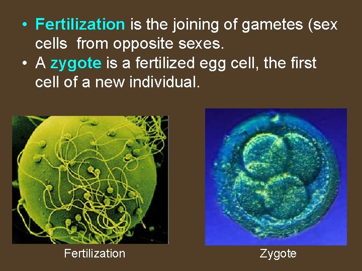  • Fertilization is the joining of gametes (sex cells from opposite sexes. •