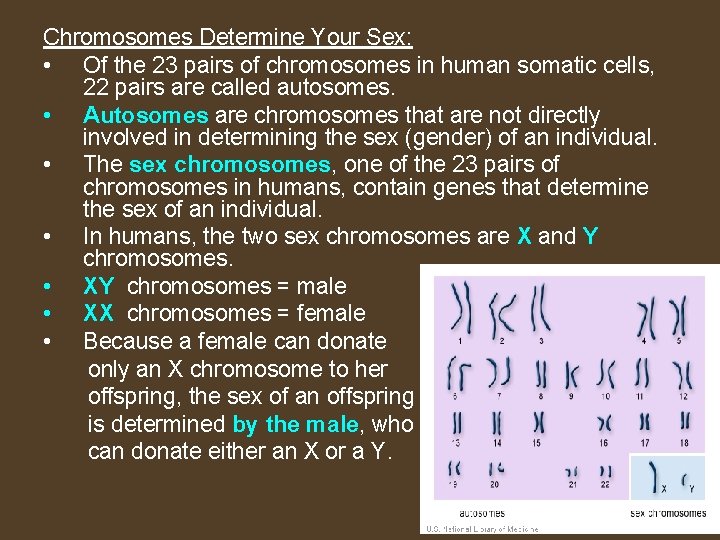 Chromosomes Determine Your Sex: • Of the 23 pairs of chromosomes in human somatic