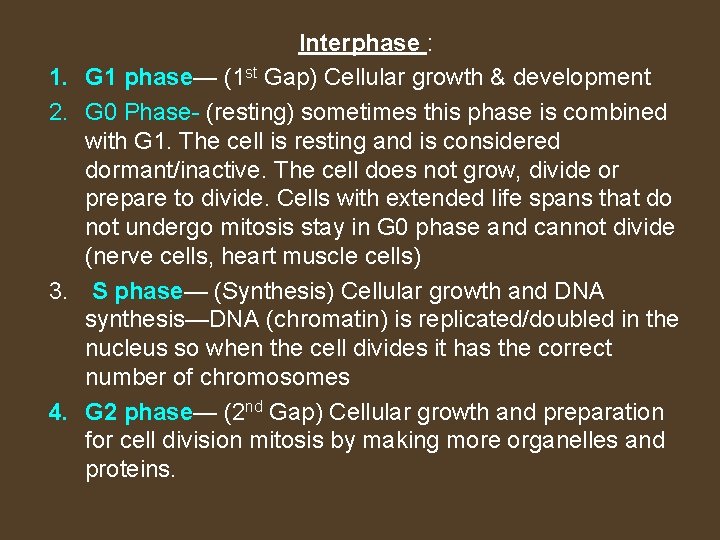 1. 2. 3. 4. Interphase : G 1 phase— (1 st Gap) Cellular growth