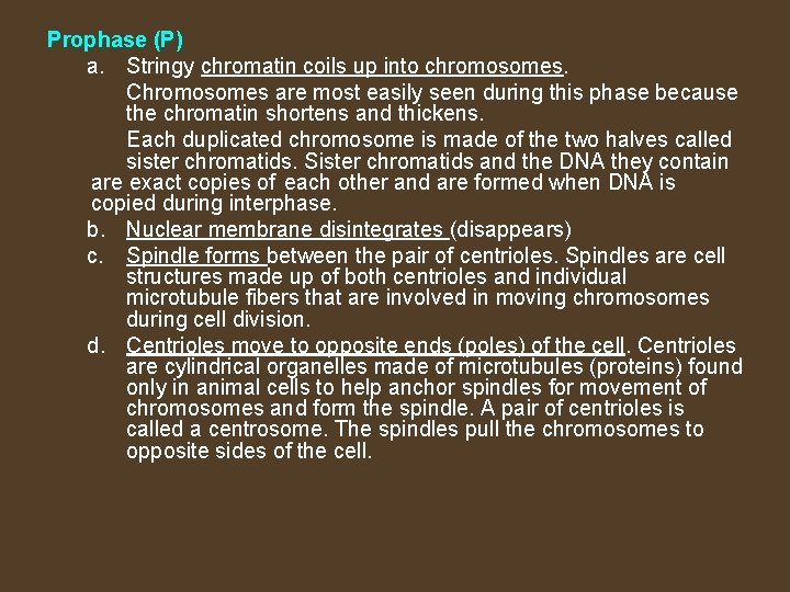 Prophase (P) a. Stringy chromatin coils up into chromosomes. Chromosomes are most easily seen