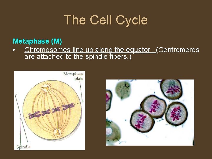 The Cell Cycle Metaphase (M) • Chromosomes line up along the equator. (Centromeres are