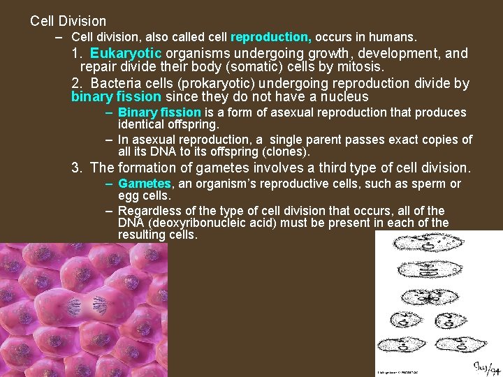 Cell Division – Cell division, also called cell reproduction, occurs in humans. 1. Eukaryotic