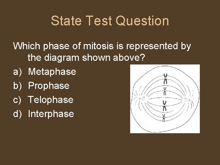 State Test Question Which phase of mitosis is represented by the diagram shown above?