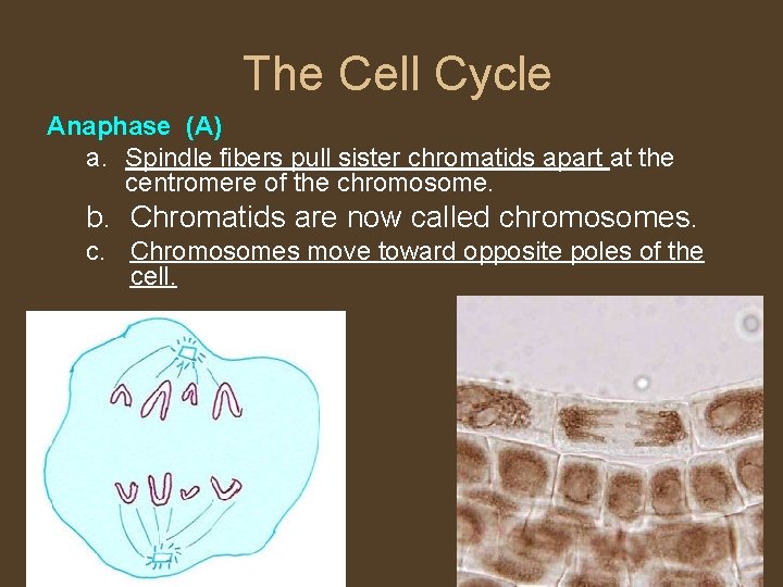 The Cell Cycle Anaphase (A) a. Spindle fibers pull sister chromatids apart at the