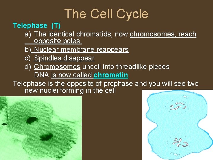 The Cell Cycle Telephase (T) a) The identical chromatids, now chromosomes, reach opposite poles.