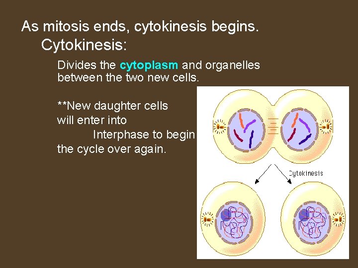 As mitosis ends, cytokinesis begins. Cytokinesis: Divides the cytoplasm and organelles between the two