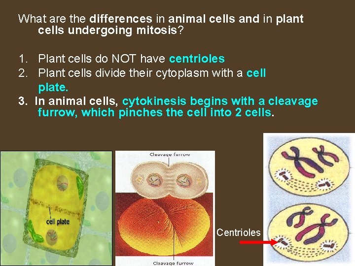 What are the differences in animal cells and in plant cells undergoing mitosis? 1.