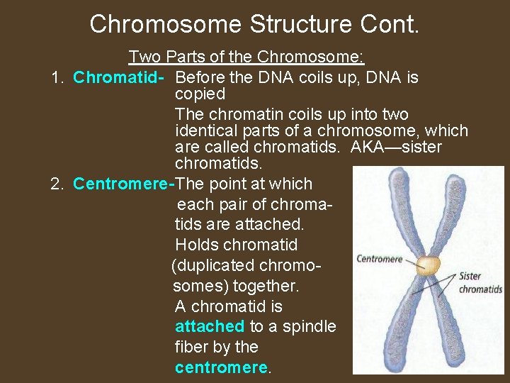 Chromosome Structure Cont. Two Parts of the Chromosome: 1. Chromatid- Before the DNA coils