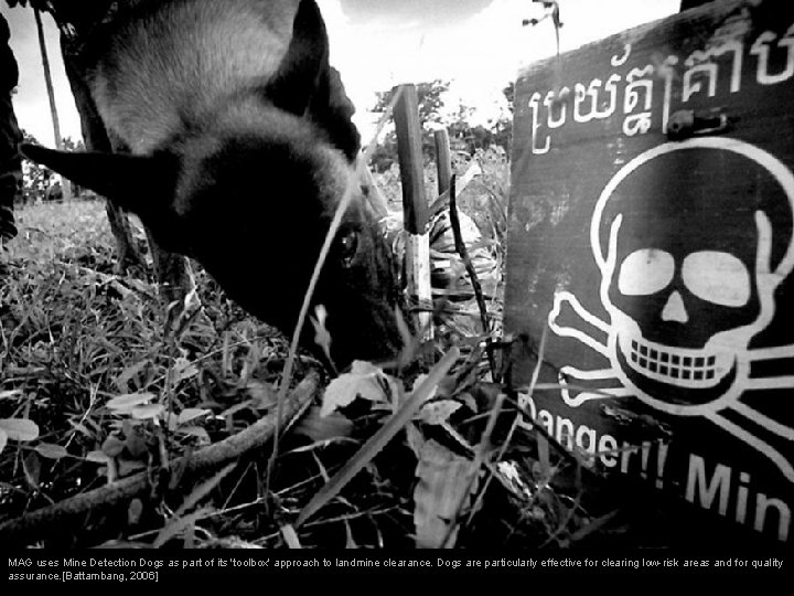 MAG uses Mine Detection Dogs as part of its 'toolbox' approach to landmine clearance.