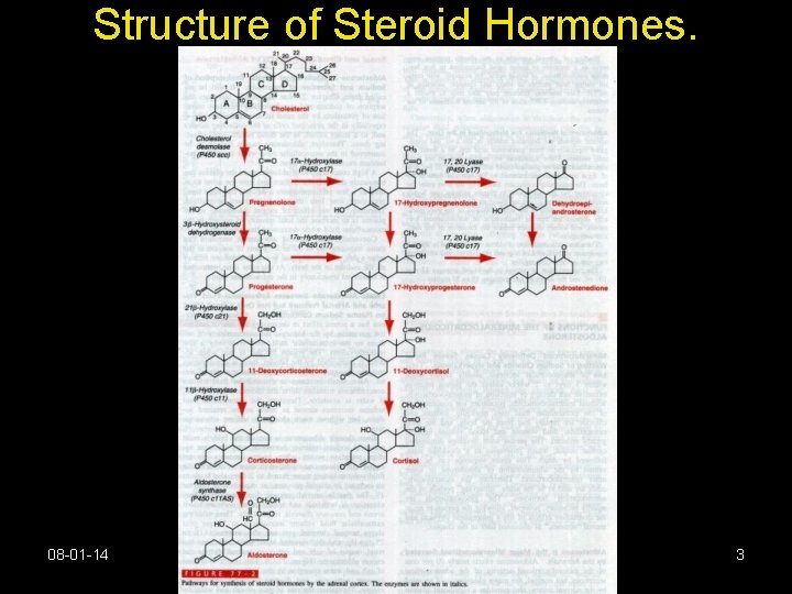 Structure of Steroid Hormones. 08 -01 -14 Adrenal Cortex. 3 