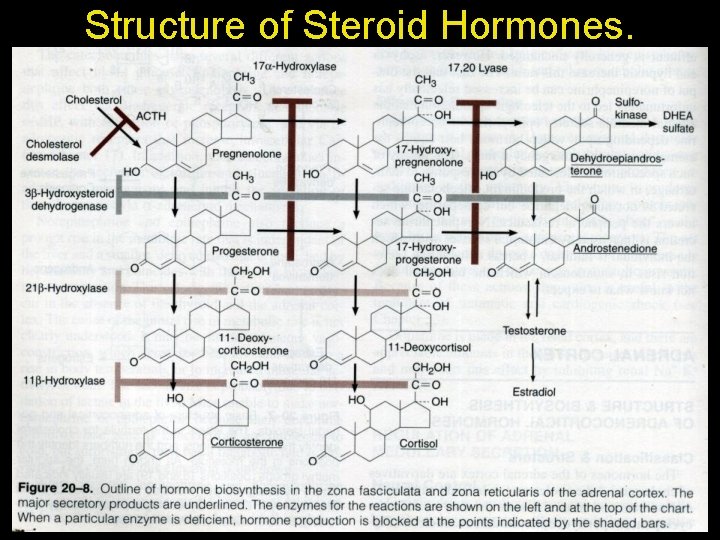 Structure of Steroid Hormones. 08 -01 -14 Adrenal Cortex. 4 