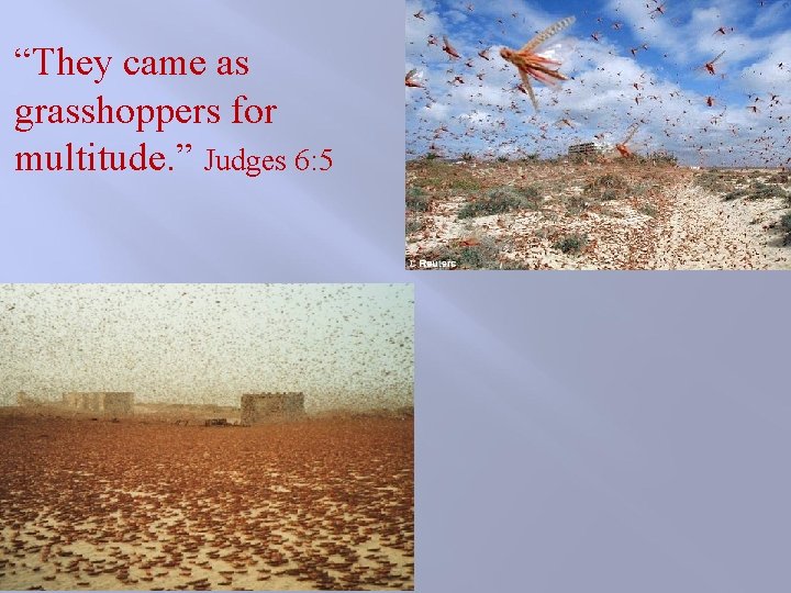 “They came as grasshoppers for multitude. ” Judges 6: 5 “They came as grasshoppers for multitude. ” Judges 6: 5