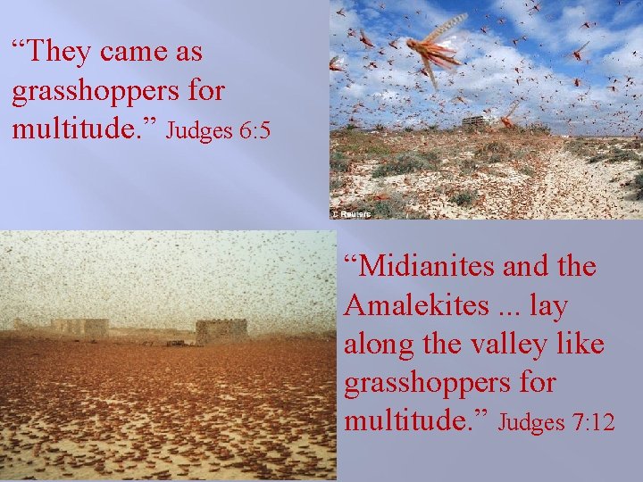 “They came as grasshoppers for multitude. ” Judges 6: 5 “Midianites and the Amalekites. “They came as grasshoppers for multitude. ” Judges 6: 5 “Midianites and the Amalekites.