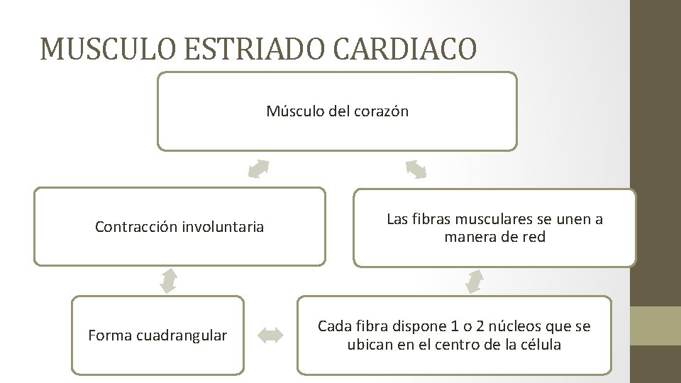 MUSCULO ESTRIADO CARDIACO Músculo del corazón Contracción involuntaria Forma cuadrangular Las fibras musculares se