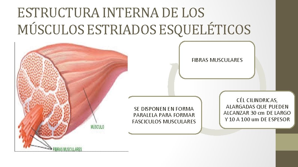 ESTRUCTURA INTERNA DE LOS MÚSCULOS ESTRIADOS ESQUELÉTICOS FIBRAS MUSCULARES SE DISPONEN EN FORMA PARALELA
