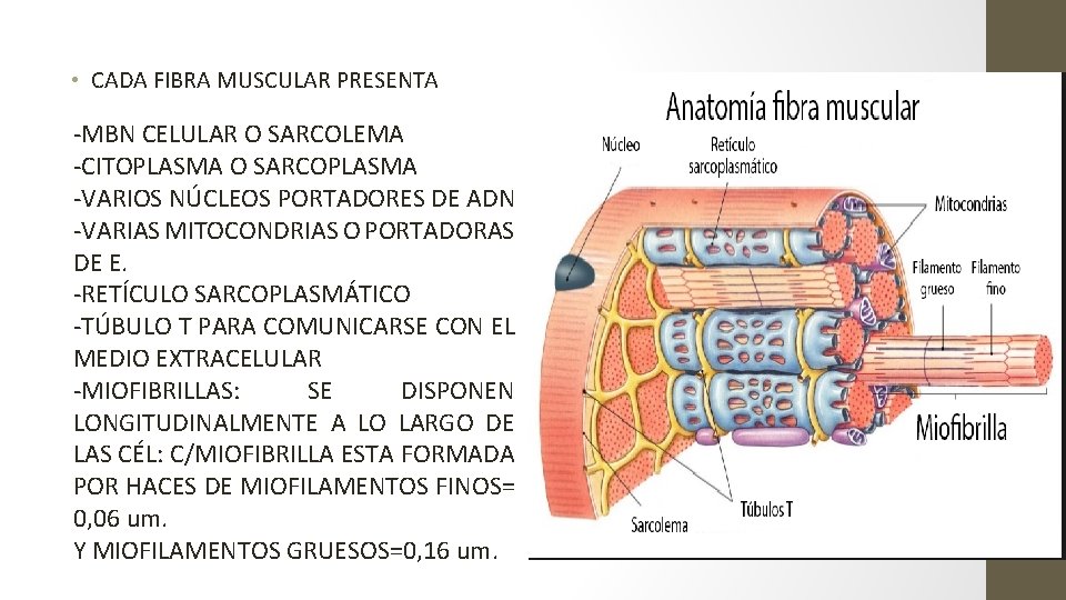  • CADA FIBRA MUSCULAR PRESENTA -MBN CELULAR O SARCOLEMA -CITOPLASMA O SARCOPLASMA -VARIOS
