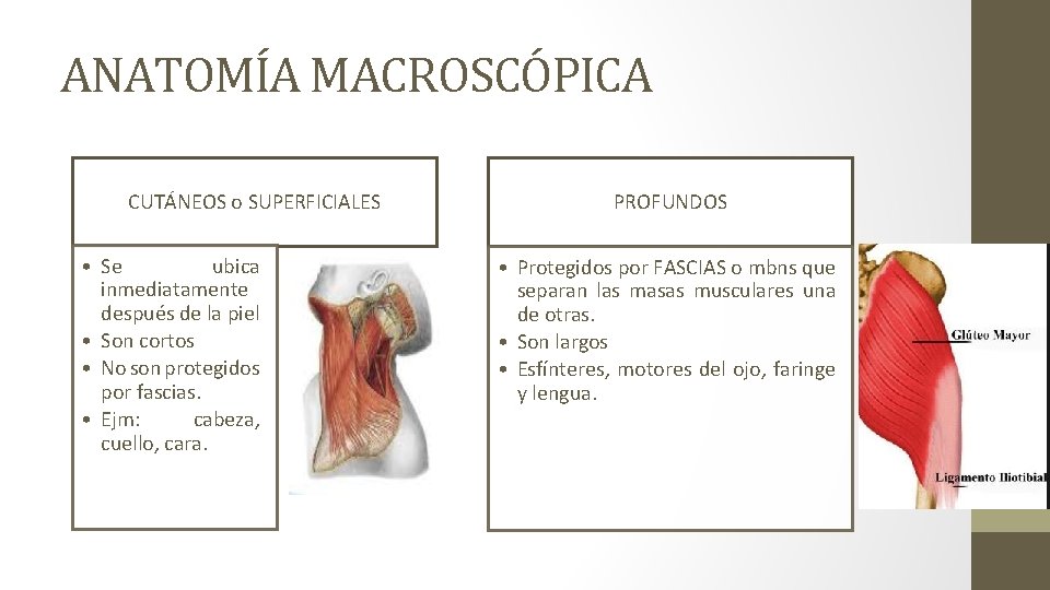 ANATOMÍA MACROSCÓPICA CUTÁNEOS o SUPERFICIALES • Se ubica inmediatamente después de la piel •