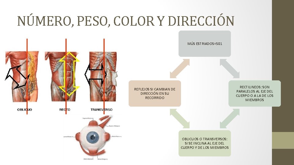 NÚMERO, PESO, COLOR Y DIRECCIÓN MÚS ESTRIADOS=501 RECTILINEOS: SON PARALELOS AL EJE DEL CUERPO