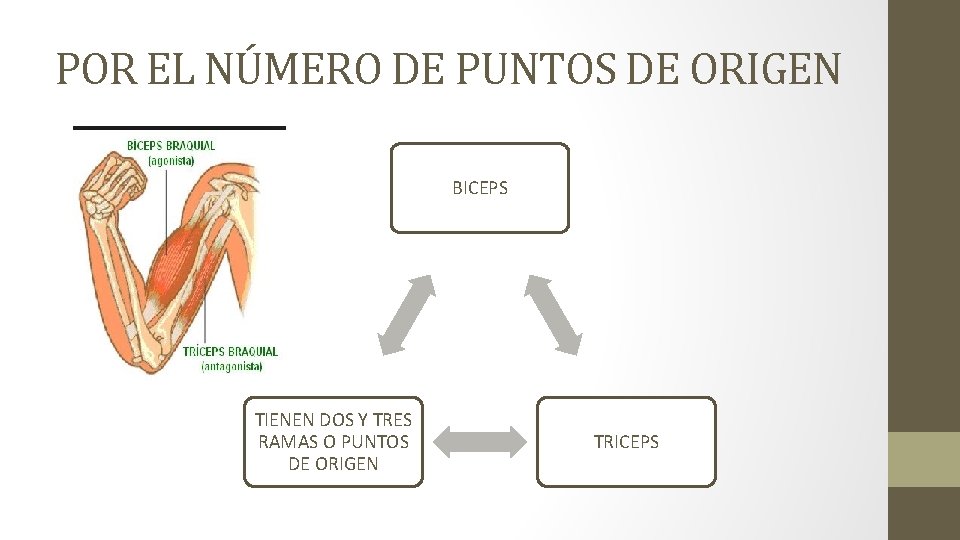 POR EL NÚMERO DE PUNTOS DE ORIGEN BICEPS TIENEN DOS Y TRES RAMAS O