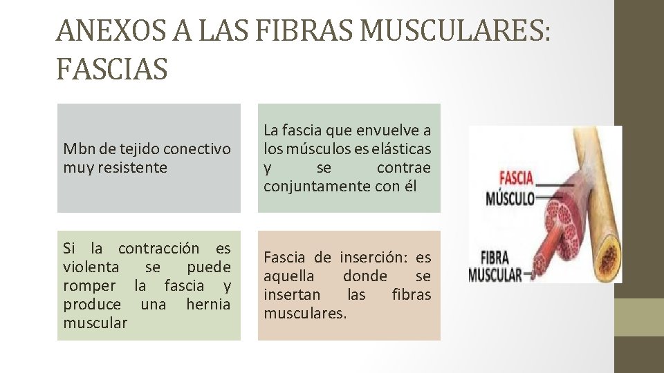 ANEXOS A LAS FIBRAS MUSCULARES: FASCIAS Mbn de tejido conectivo muy resistente La fascia