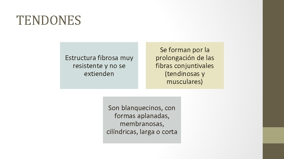 TENDONES Estructura fibrosa muy resistente y no se extienden Se forman por la prolongación