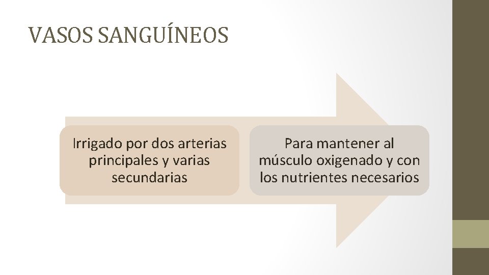 VASOS SANGUÍNEOS Irrigado por dos arterias principales y varias secundarias Para mantener al músculo