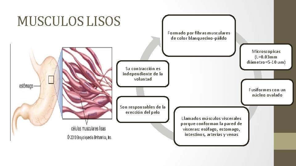 MUSCULOS LISOS Formado por fibras musculares de color blanquecino-pálido Microscopicas (L=0. 03 mm diámetro=5