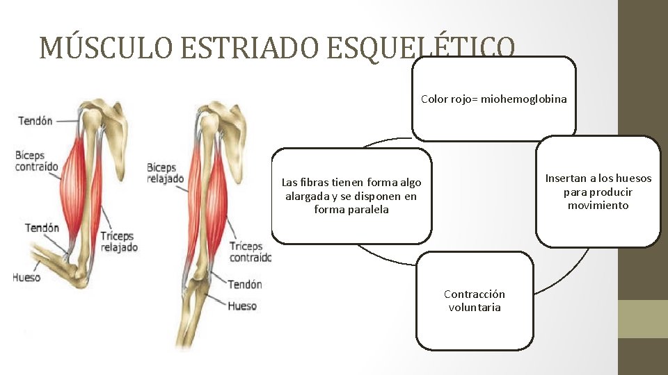 MÚSCULO ESTRIADO ESQUELÉTICO Color rojo= miohemoglobina Insertan a los huesos para producir movimiento Las