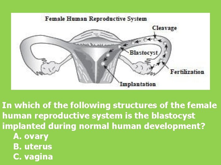 In which of the following structures of the female human reproductive system is the