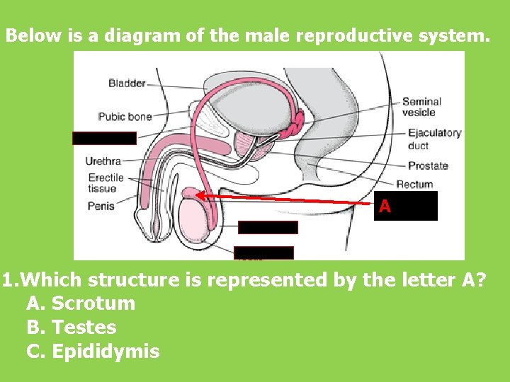 Below is a diagram of the male reproductive system. A. 1. Which structure is