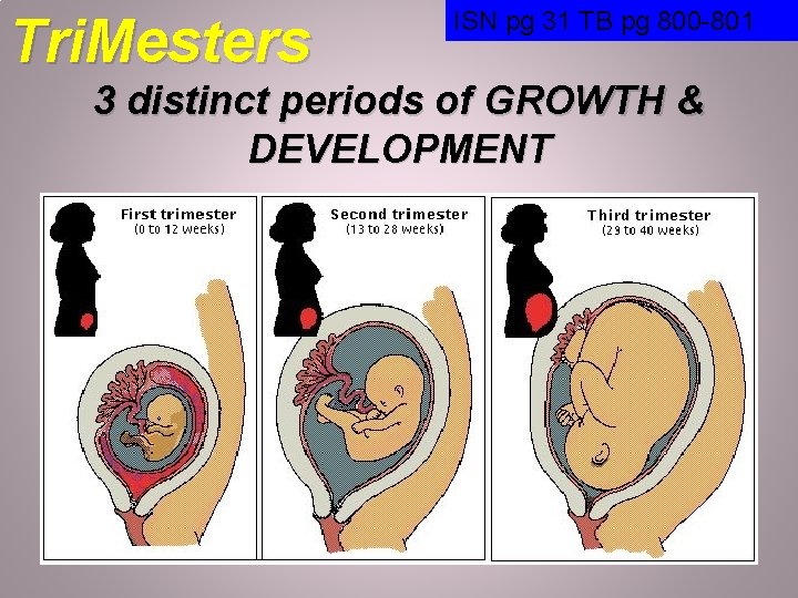 Tri. Mesters ISN pg 31 TB pg 800 -801 3 distinct periods of GROWTH